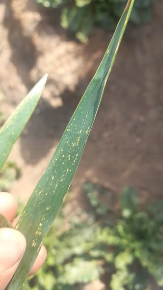 ممكن اعرف ايه النقط اللي في ورق القمح دى ونرش ليها ايه
دى ارض جبل وفيها ملوحه والمية فيها نسبه ملوحه برضو